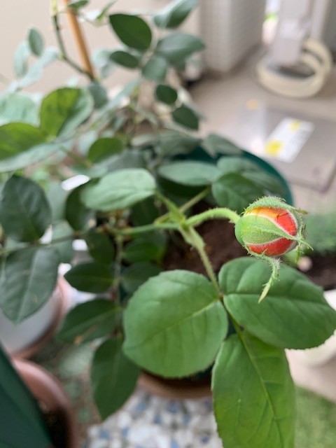 f:id:calorina:20190611192429j:plain