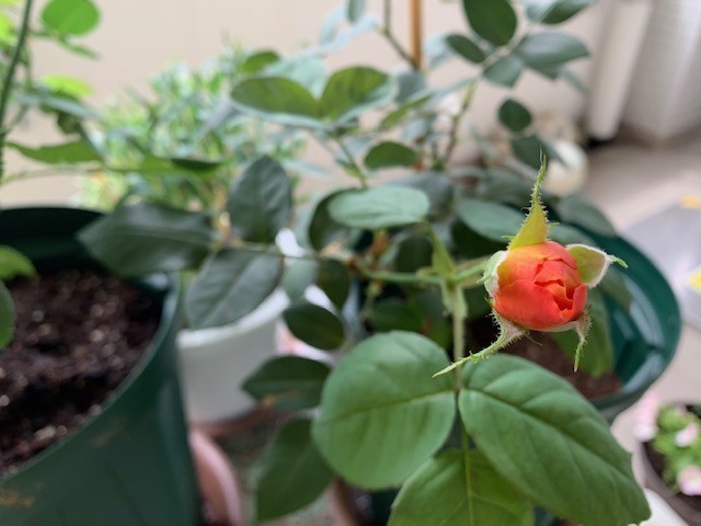 f:id:calorina:20190611192507j:plain