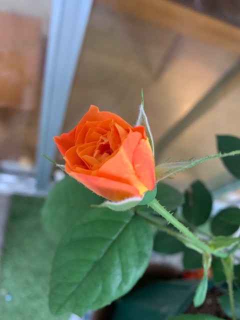 f:id:calorina:20190611192555j:plain