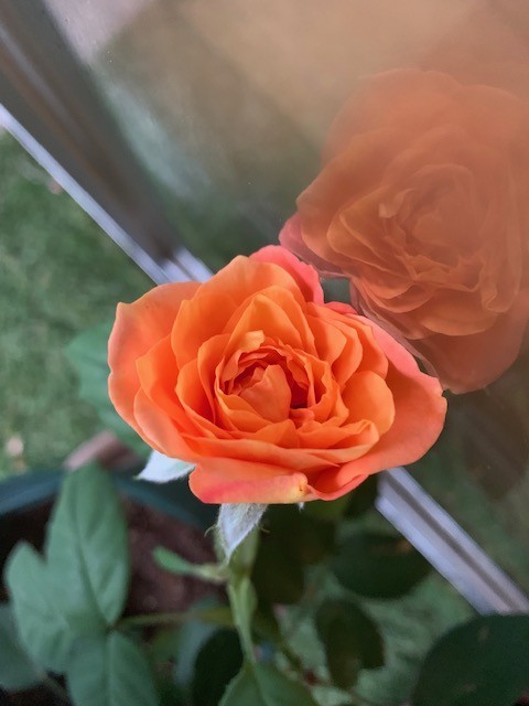 f:id:calorina:20190611192616j:plain