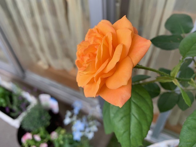f:id:calorina:20190611192651j:plain