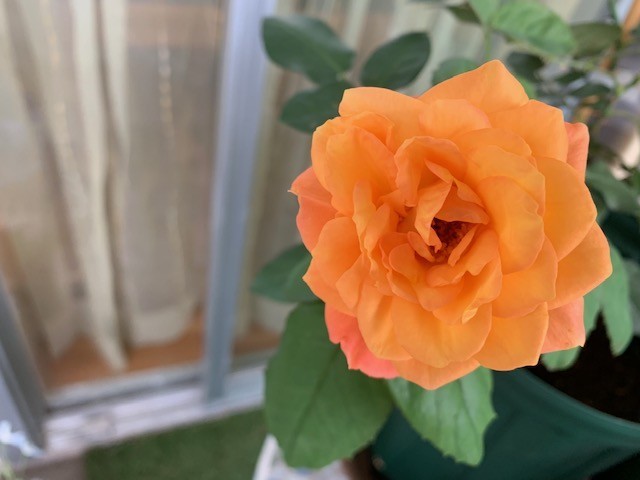 f:id:calorina:20190611192707j:plain