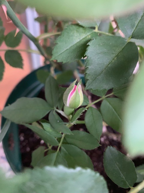 f:id:calorina:20190611192736j:plain