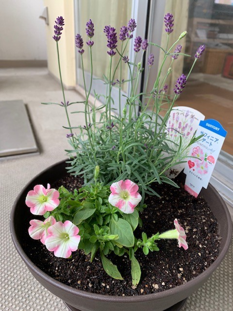 f:id:calorina:20190611192749j:plain
