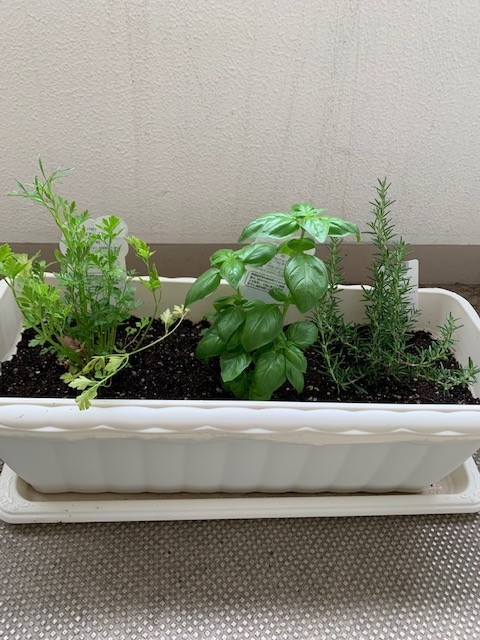f:id:calorina:20190611192808j:plain
