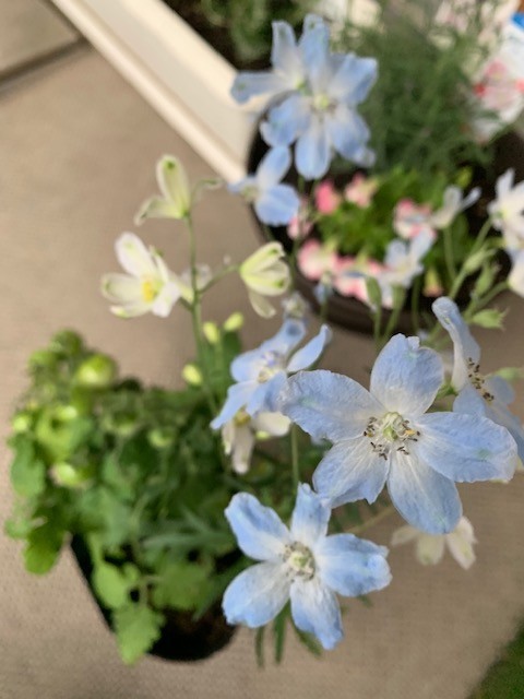 f:id:calorina:20190611192930j:plain