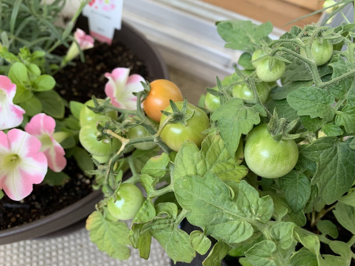f:id:calorina:20190613115644j:plain