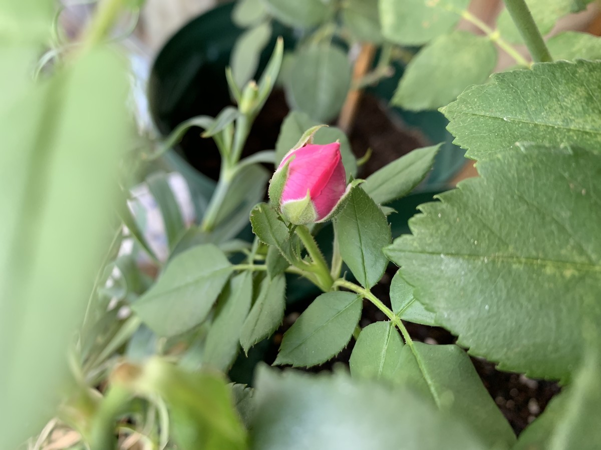 f:id:calorina:20190613115914j:plain