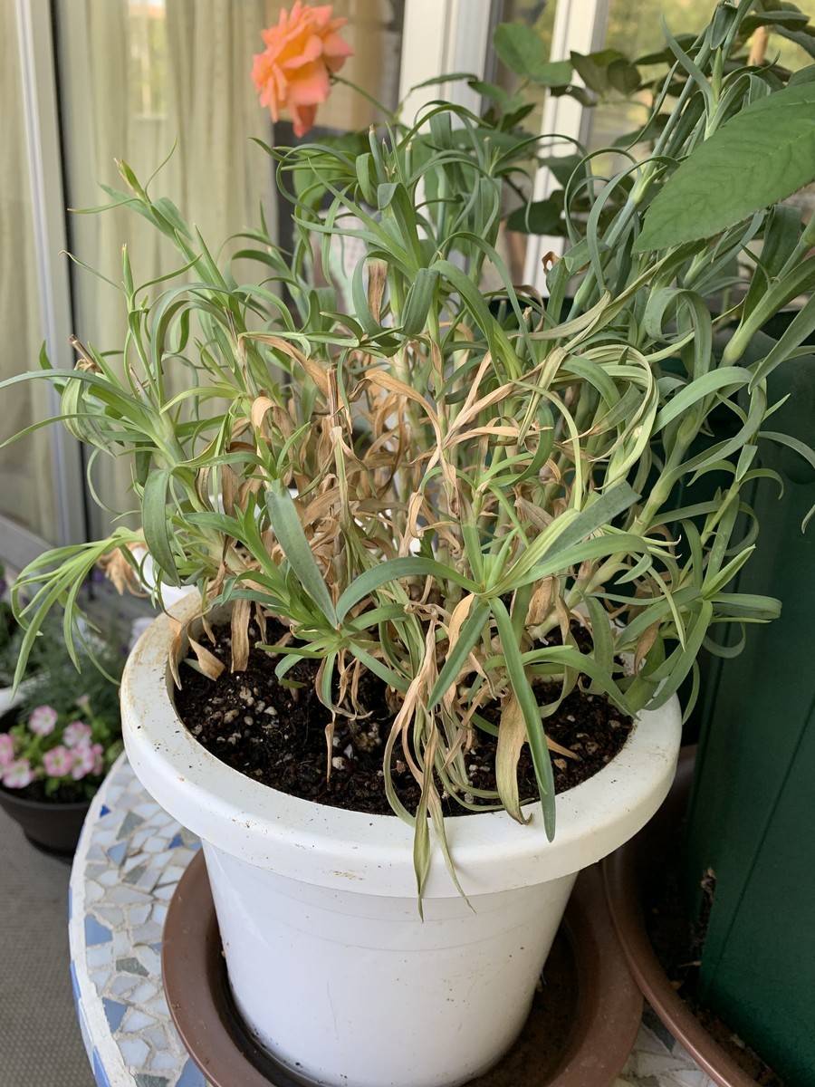 f:id:calorina:20190613120157j:plain