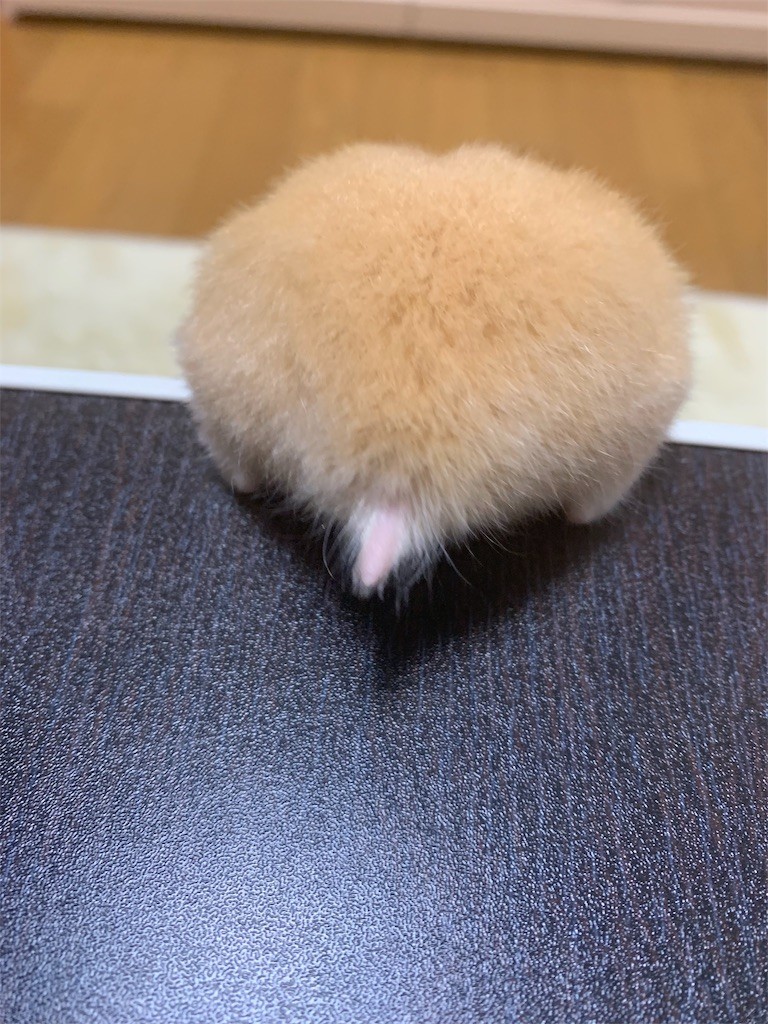 f:id:calorina:20191004160228j:image