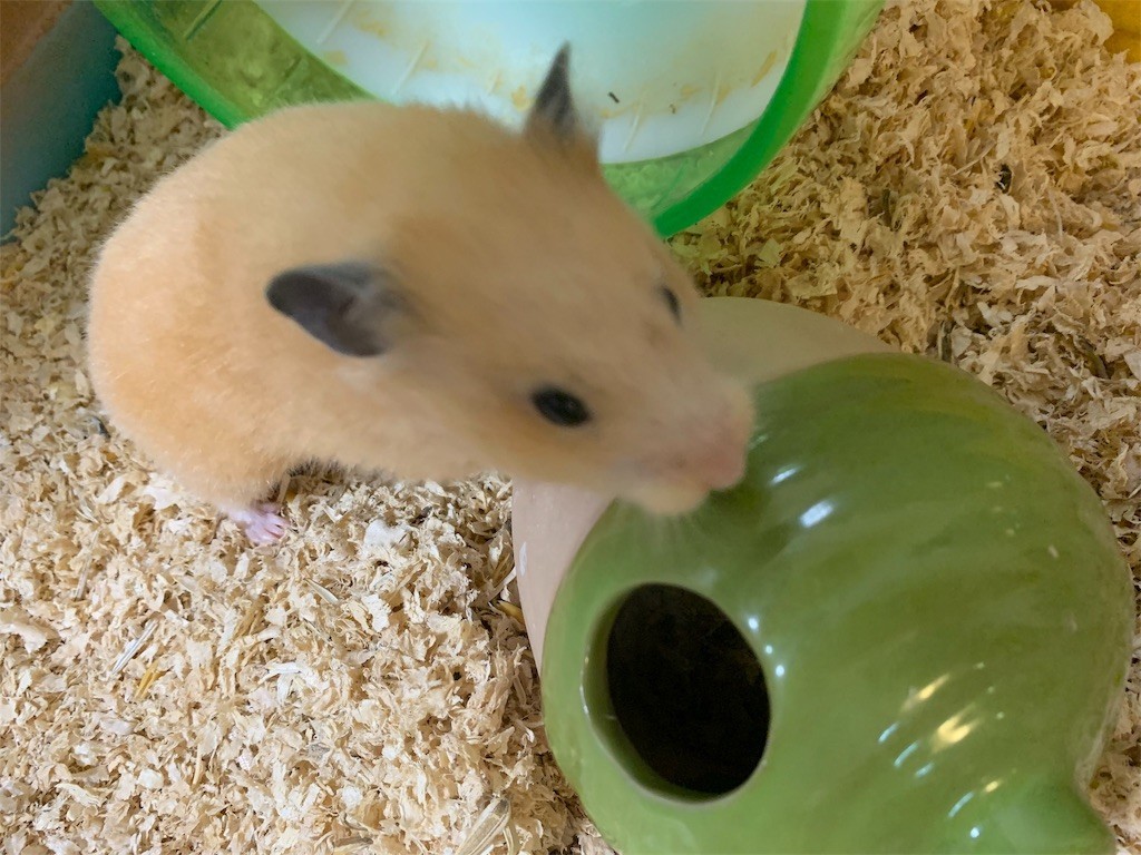 f:id:calorina:20191004160410j:image