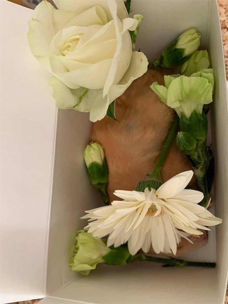 f:id:calorina:20191004160437j:image