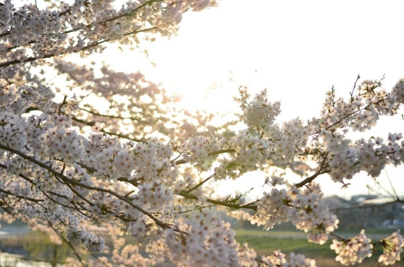 逆光で桜を撮った写真