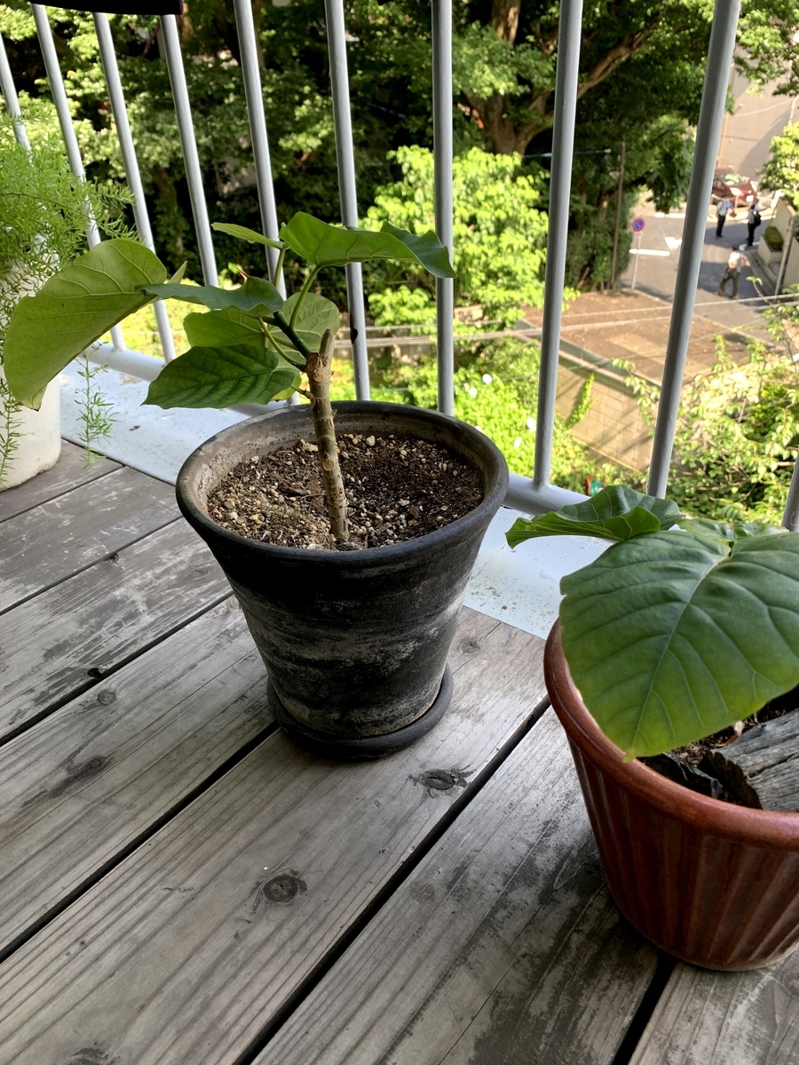 f:id:camecon:20210612133057j:plain