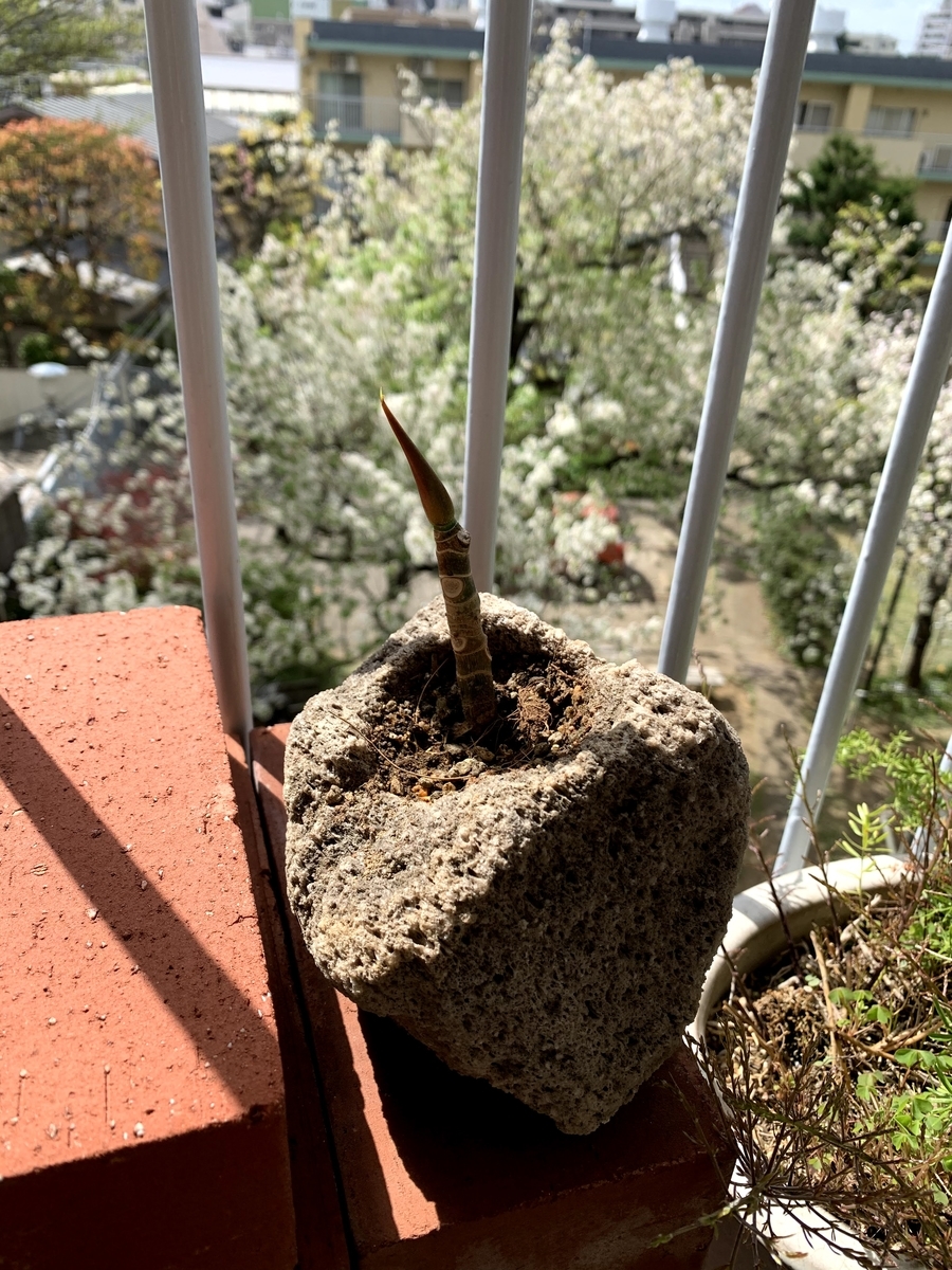 f:id:camecon:20210612133319j:plain