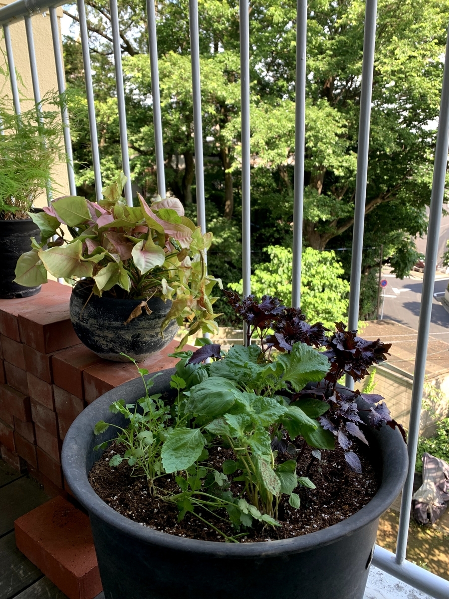 f:id:camecon:20210612133728j:plain