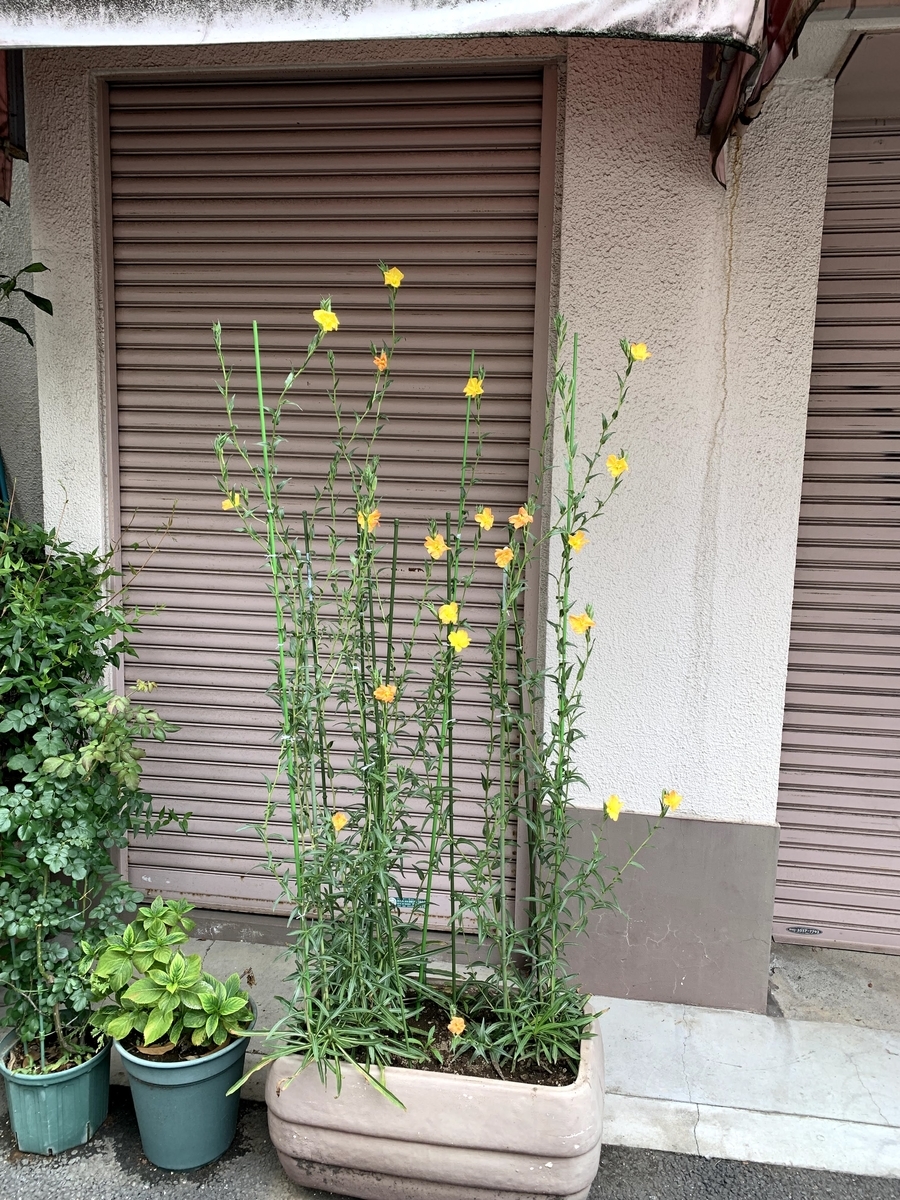 f:id:camecon:20210618142510j:plain