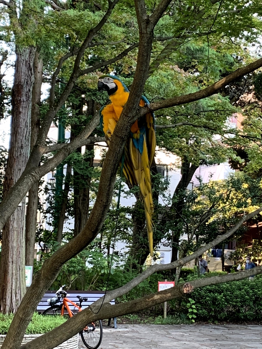 f:id:camecon:20210801121135j:plain