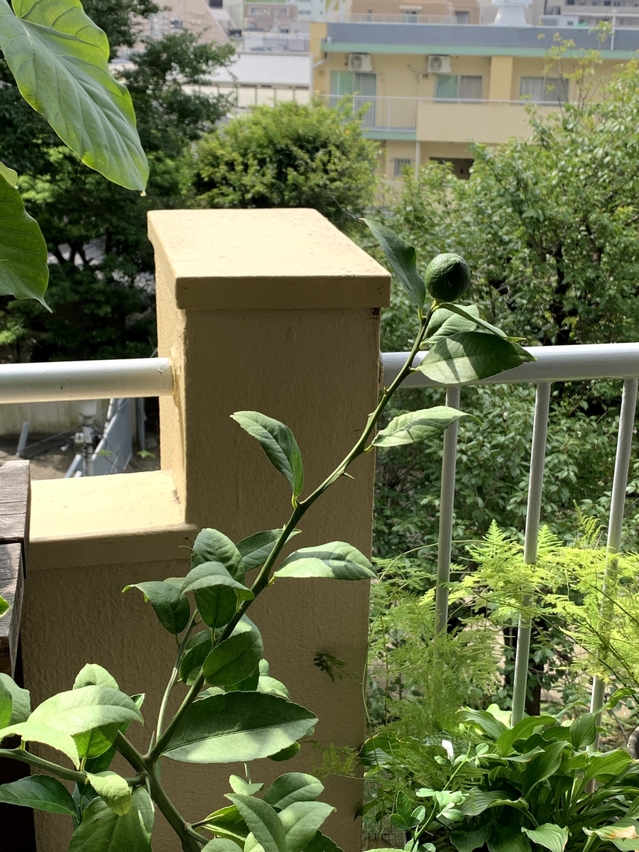 f:id:camecon:20210826110853j:plain