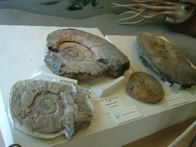 f:id:camelopardalis:20090507141047j:image