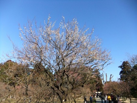 f:id:camelopardalis:20160212110252j:plain