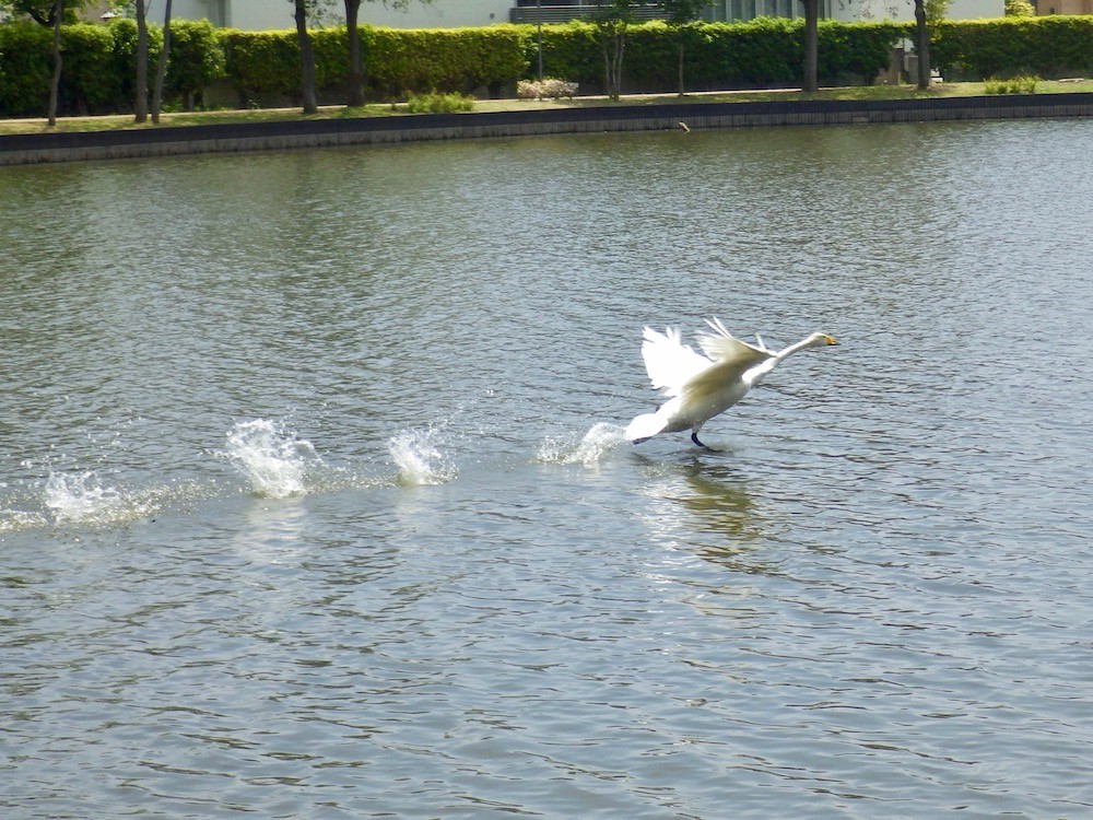 f:id:camelopardalis:20170512120226j:plain