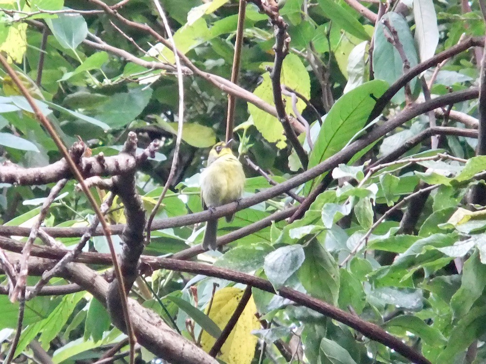 f:id:camelopardalis:20170523155926j:plain f:id:camelopardalis:20170523155926j:plain