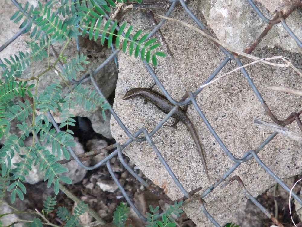 f:id:camelopardalis:20170523160347j:plain f:id:camelopardalis:20170523160347j:plain