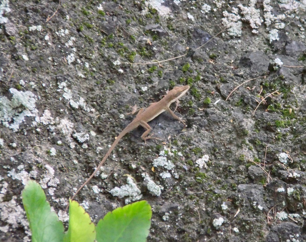 f:id:camelopardalis:20170523160402j:plain f:id:camelopardalis:20170523160402j:plain