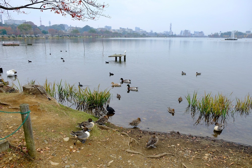 f:id:camelopardalis:20171114174403j:plain f:id:camelopardalis:20171114174403j:plain