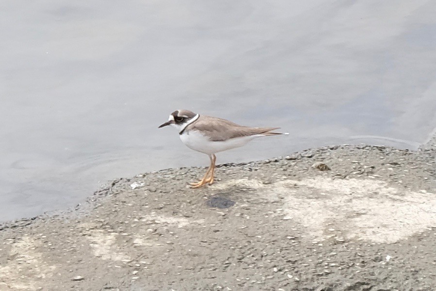 f:id:camelopardalis:20180301111817j:plain
