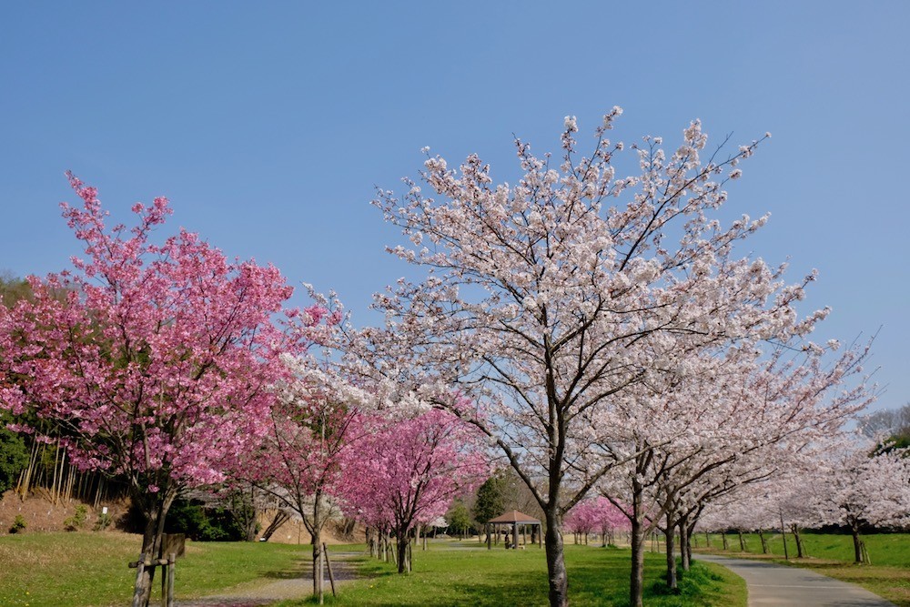 f:id:camelopardalis:20180418105841j:plain