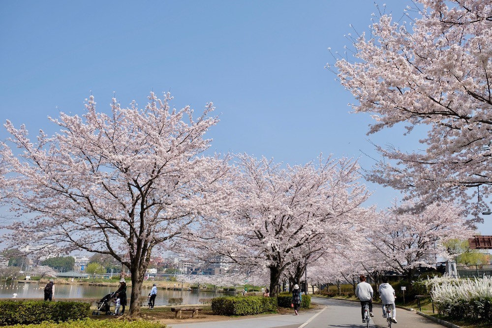 f:id:camelopardalis:20180418105923j:plain