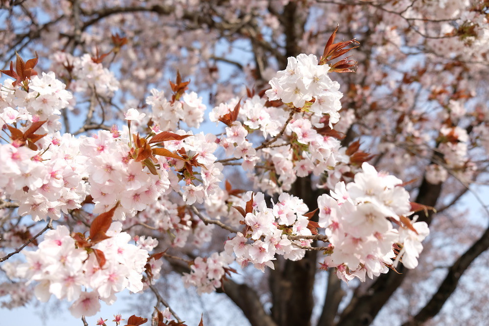 f:id:camelopardalis:20180418110044j:plain