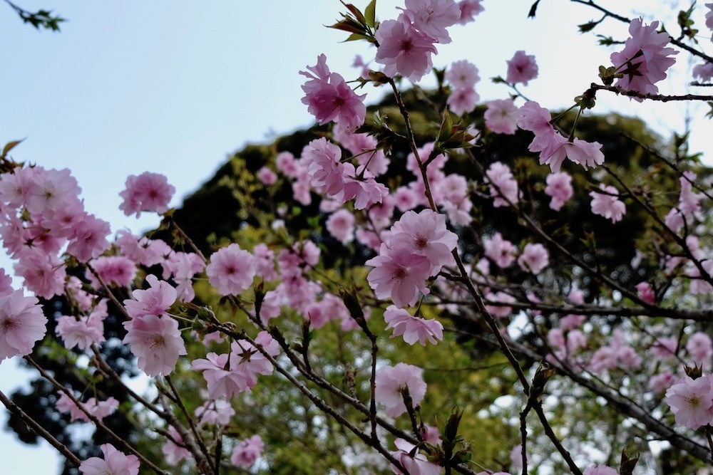 f:id:camelopardalis:20180418110212j:plain