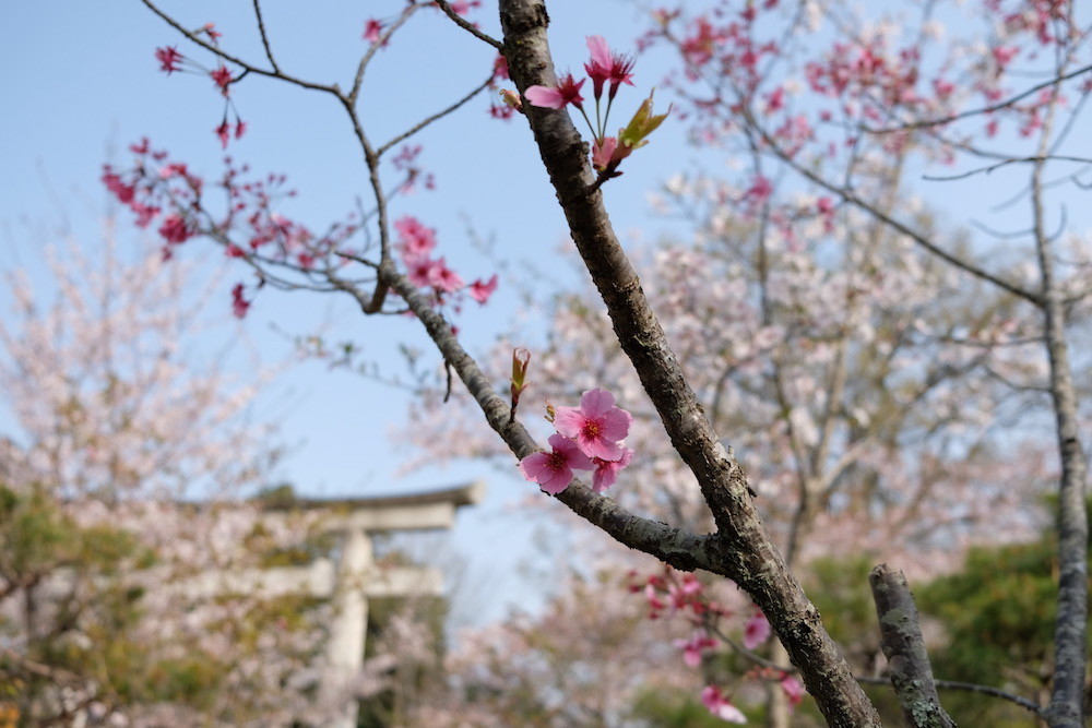 f:id:camelopardalis:20180418110254j:plain