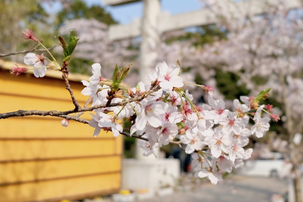 f:id:camelopardalis:20180418110304j:plain