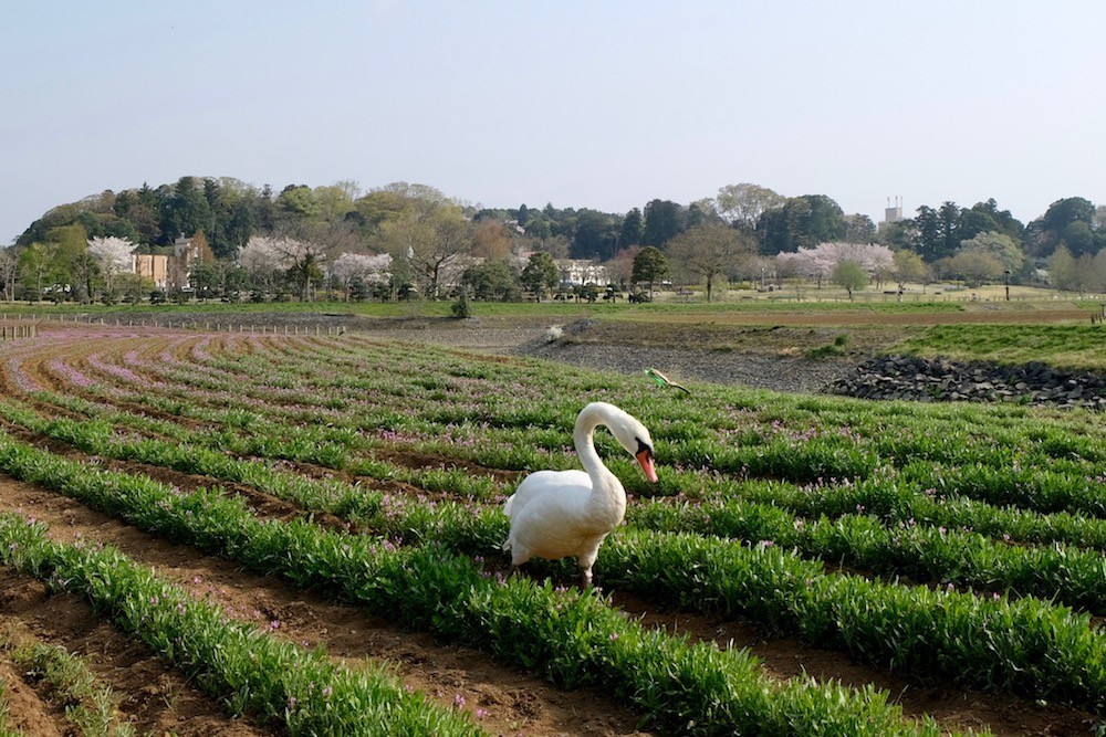 f:id:camelopardalis:20180418110325j:plain