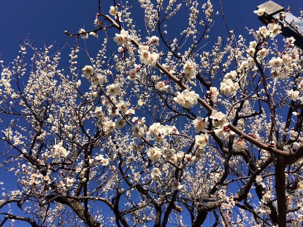 f:id:camelopardalis:20190305090344j:plain