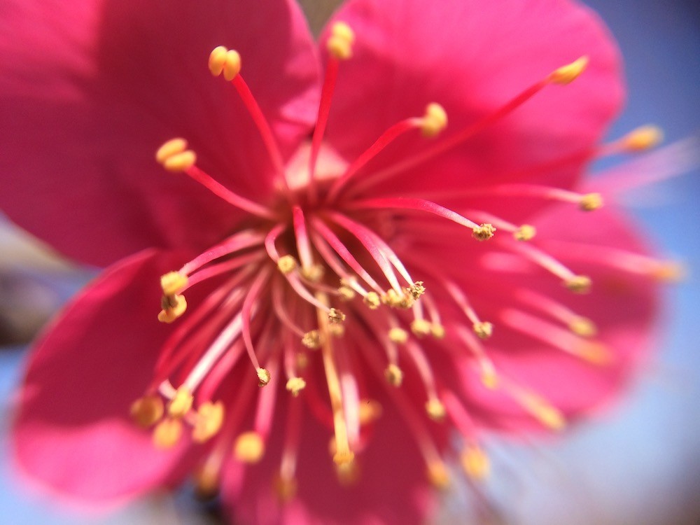 f:id:camelopardalis:20190305090401j:plain