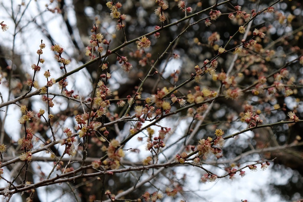 f:id:camelopardalis:20190305090953j:plain