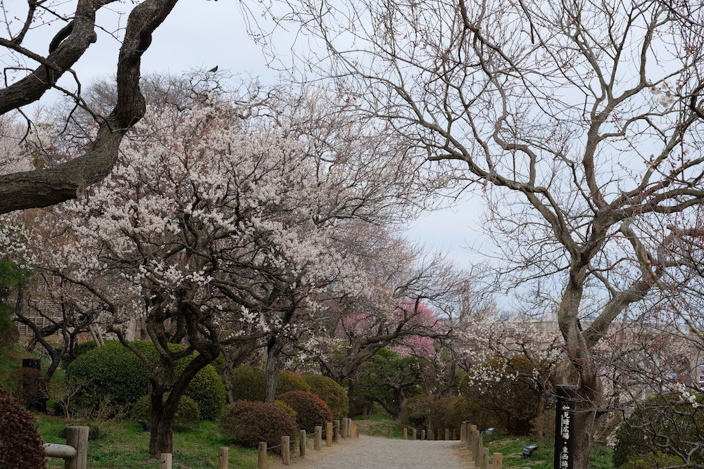 f:id:camelopardalis:20190305091039j:plain