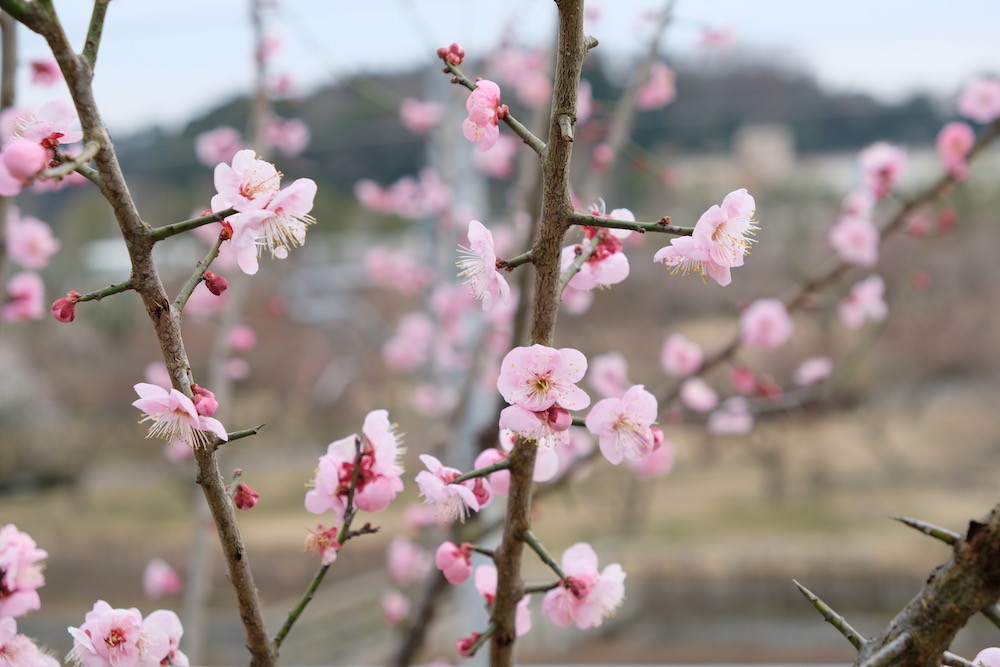 f:id:camelopardalis:20190305091212j:plain