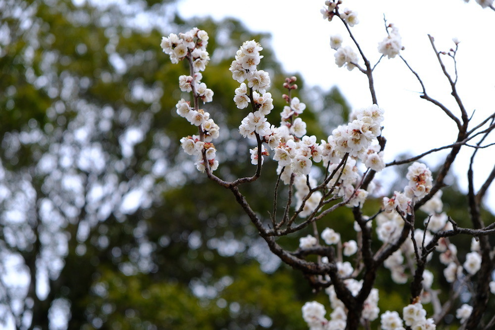 f:id:camelopardalis:20190305091435j:plain