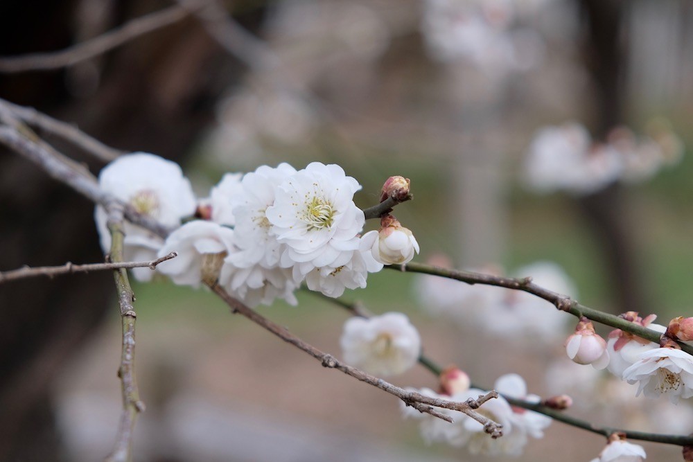 f:id:camelopardalis:20190305091525j:plain