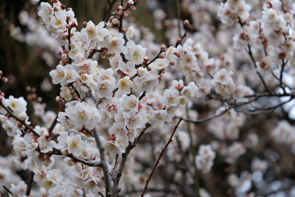 f:id:camelopardalis:20190305091620j:plain