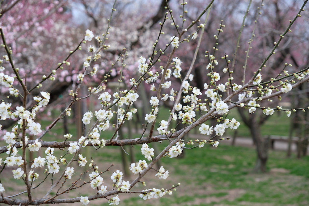 f:id:camelopardalis:20190305091653j:plain
