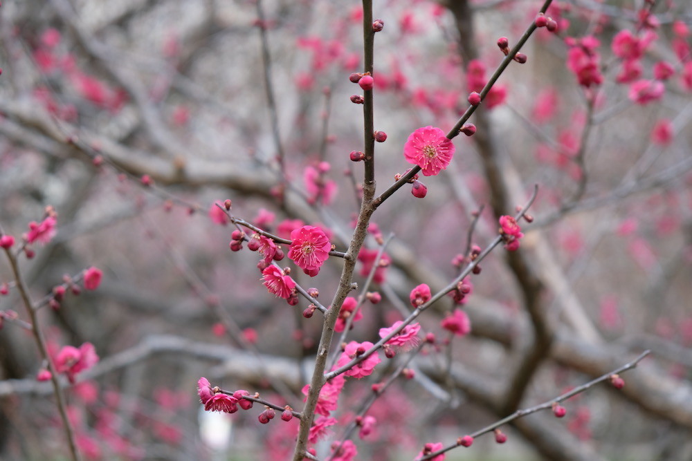 f:id:camelopardalis:20190305091953j:plain