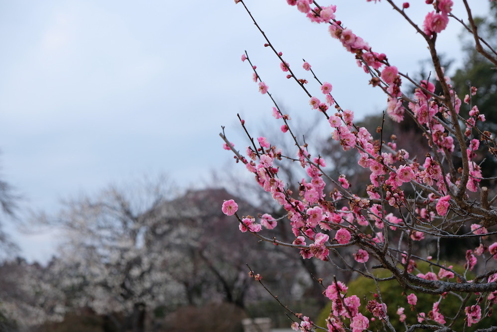 f:id:camelopardalis:20190305092012j:plain