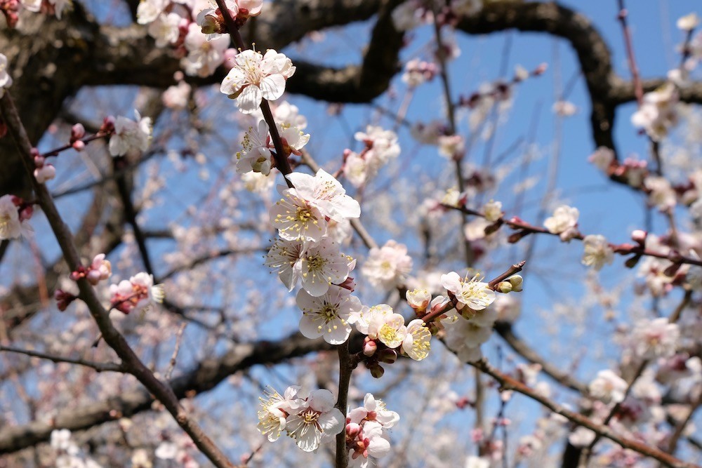 f:id:camelopardalis:20190318152011j:plain f:id:camelopardalis:20190318152011j:plain